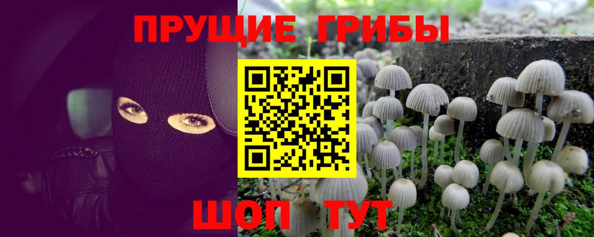 Псилоцибиновые грибы Psilocybine cubensis Дагестанские Огни